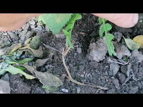 Видео: Второй этап рождения розы - снятие плёнки с окулянтов 🌿🌿🌿🌹🌹🌹!