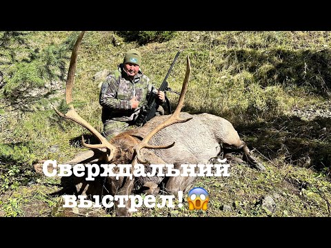 Видео: Охота на марала 2024