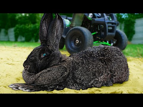 Видео: ПОКАТАЛИ КРОЛЯ на КВАДРОЦИКЛЕ. УМЕЮТ ЛИ КРОЛИ ПЛАВАТЬ?