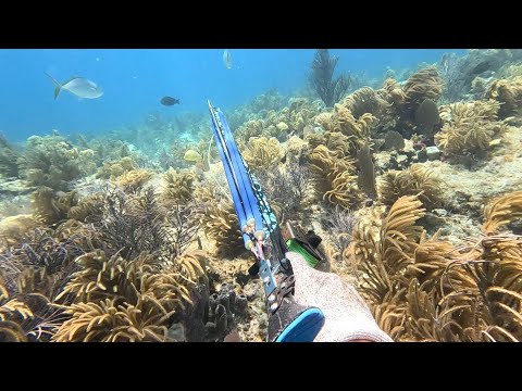 Видео: Подводные приключения на Ки-Уэсте: Охота в прозрачной воде”