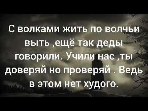 Видео: с волками жить.