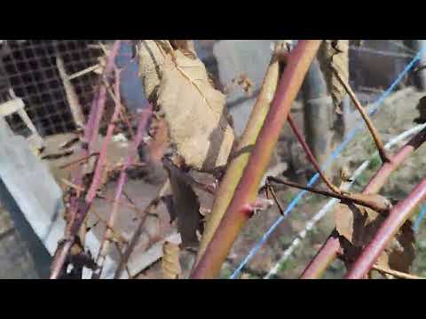 Видео: Ежевика Гай, результат зимовки. 2.04.25