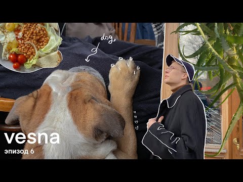 Видео: влог | перестановка в комнате, покупки, вечеринка и много собак