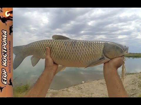 Видео: Рыбалка. Ловим амура и сазана на реке. 18 июля 2021г.