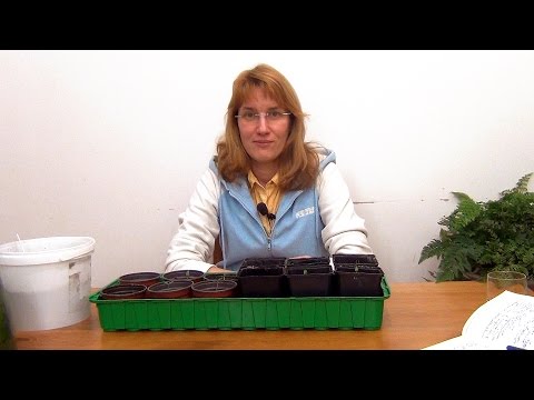 Видео: Паприка. Рассада. (ч.2)