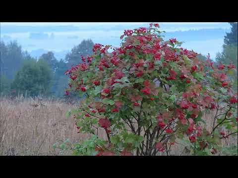 Видео: куст калины