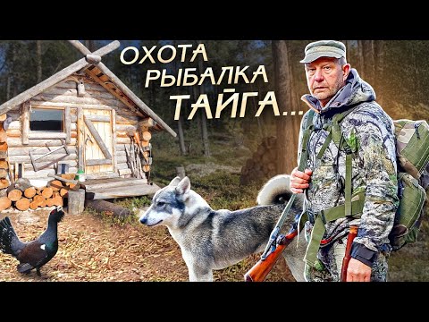 Видео: Один в Тайге. Охота с лайкой, Рыбалка, Жизнь в лесу.