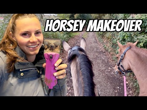 Видео: Идеальное сияние для лошадей