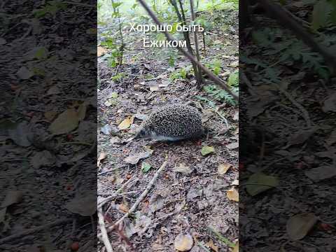 Видео: Ёжик не в тумане , а рядом со мной!!!