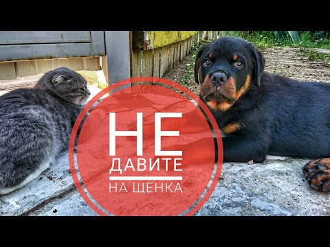 Видео: НЕ ДАВИТЕ НА ЩЕНКА.Воспитание и дрессировка ротвейлера
