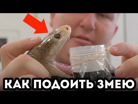 Видео: Дойка самых ядовитых змей (Veritasium)