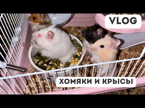 Видео: Vlog о хомяках и крысах 🐹🐭 | Меняю воду 💧 | Кормлю овощами 🥕 | Распаковка 20 кг корма 📦