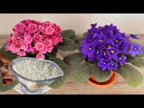 Видео: Всего 1 чашка и! Бесцветная фиалка внезапно выросла и дала много цветков.