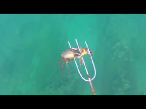 Видео: Как я ловлю черноморских крабов краснюков