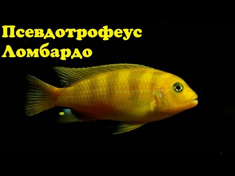 Видео: Псевдотрофеус Ломбардо - Maylandia lombardoi