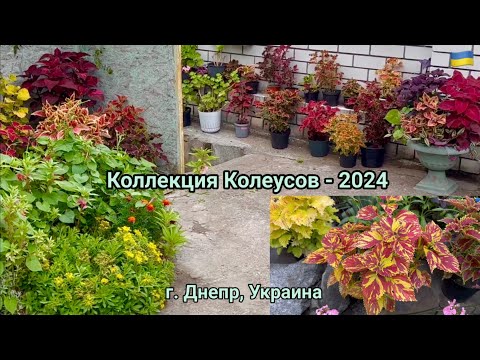 Видео: Колеусы в моем саду - новая коллекция, лето  2024