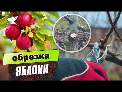 Видео: ОСНОВНЫЕ ПРАВИЛА ЗИМНЕЙ ОБРЕЗКИ ЯБЛОНИ. Простая и понятная обрезка яблоневого сада.