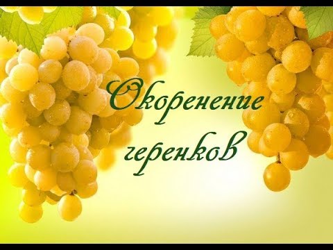 Видео: Укоренение черенков Винограда