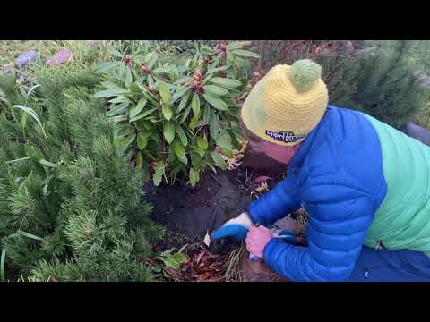 Видео: Как подготовить Рододендрон к зиме!