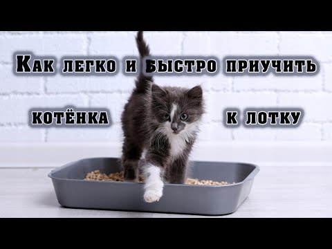 Видео: Как легко и быстро приучить котёнка к лотку