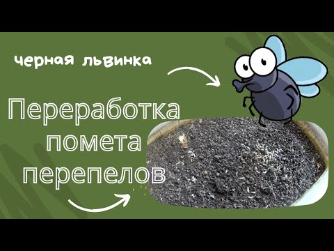 Видео: Львинка перерабатывает помет перепелов