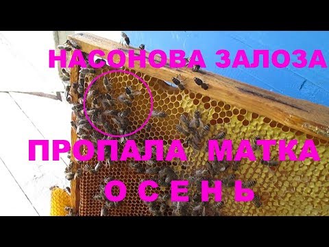 Видео: Пчелы остались без матки Как исправить безматочную семью