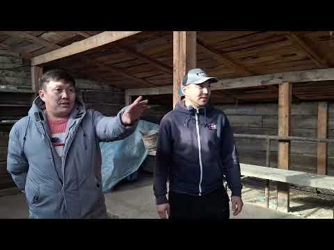 Видео: 💙Maxcare Mongolia хамт олон бодит үр дүнг амлаж байна