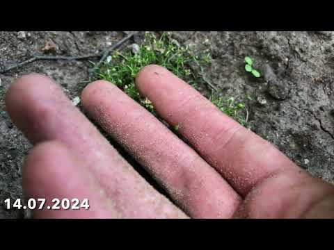 Видео: Ленивый газон. Мшанка от высадки в открытый грунт до первого снега