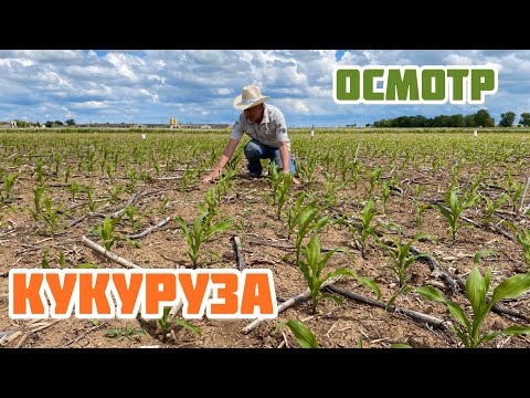 Видео: Осмотр кукурузы