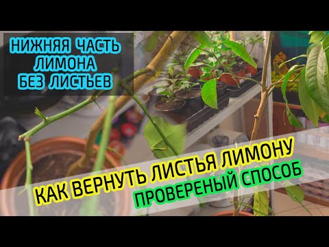 Видео: Как вернуть листья лимону. Пробуждение спящих почек. Проверенный способ.