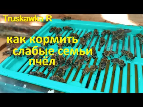 Видео: #Пчёлы. Как и когда правильно закормить слабые семьи на пасеке. Какие нюансы, чем кормить и почему