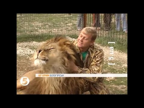 Видео: Тайган. Лев Лорд. Возвращение (Уникальные кадры  первого вожака Лорда и первого выпуска львов )