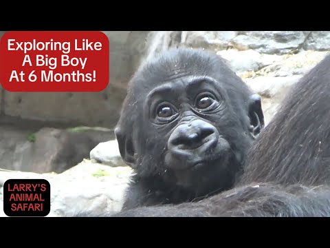 Видео: Малышка гориллы - Кайембе №10, 26 недель #babygorilla