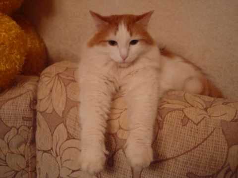 Видео: Ушел на радугу .. Яшка..