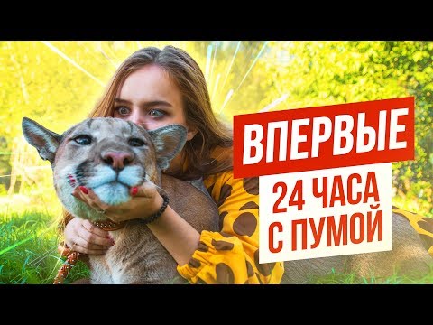 Видео: ВПЕРВЫЕ: 24 ЧАСА С ПУМОЙ / МЕНЯ ВЫГУЛИВАЕТ ПУМА