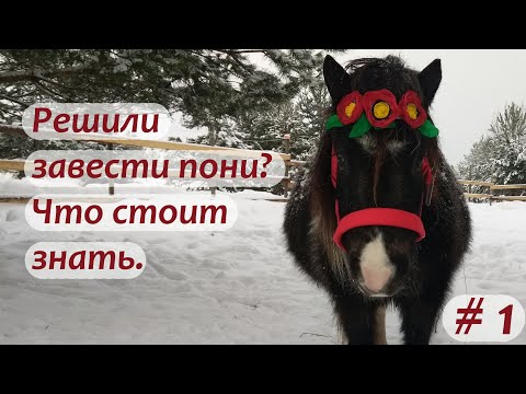 Видео: Решили завести пони? Что стоит знать. Часть 1.