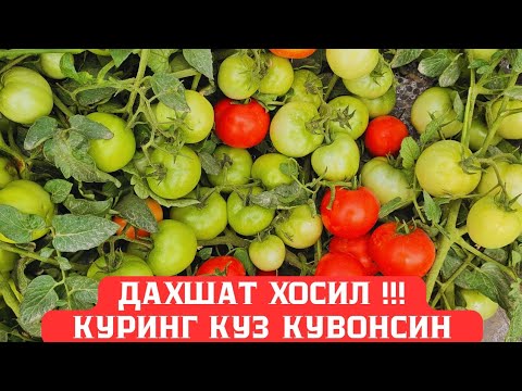 Видео: ЙИЛНИНГ ЧЕМПИОН ПОМИДОРИ КЫРГЫЗСТАНДА 🇰🇬