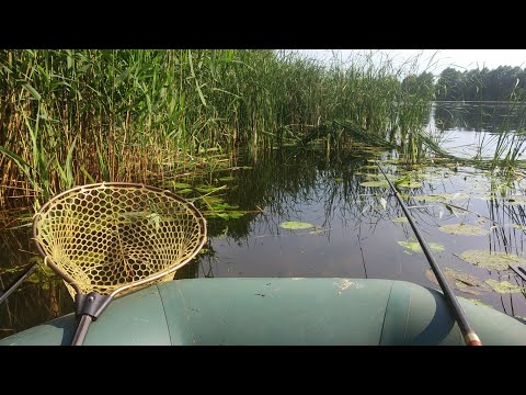 Видео: О ЧЕМ УМАЛЧИВАЮТ ХИТРЫЕ РЫБАКИ.Как поймать линя. Выбор места.Насадка и прикормка на линя.