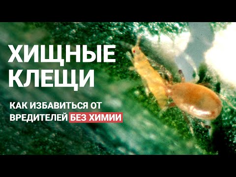Видео: Энтомофаги закрытого грунта