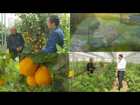 Видео: Лимоннинг ортидан миллион топганлар!