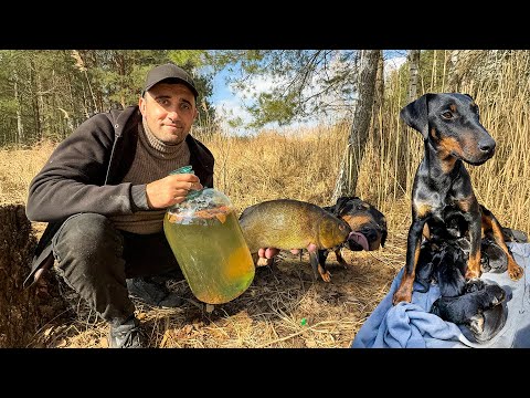 Видео: Тони стал папой 7 щенков. Квас из березового сока. Поставил сеть, проверяю пруд.