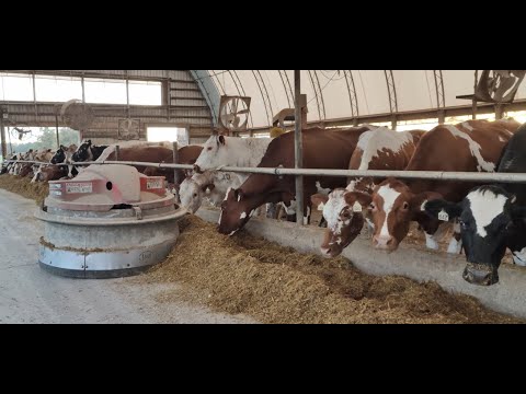 Видео: Обеспечение пропитания всех коров и другая работа на ферме