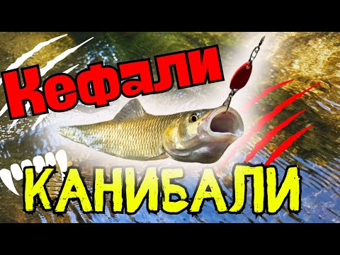 Видео: КАНИБАЛИ ЛИ СА КЕФАЛИТЕ НА РЕКА ВЕЛЕКА!!! НОВА ЛОКАЦИЯ ЗА РИБОЛОВ!!!