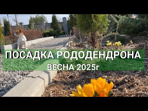 Видео: ПОСАДКА РОДОДЕНДРОНА ВЕСНОЙ: Март 2025г. |  Как правильно сажать рододендрон