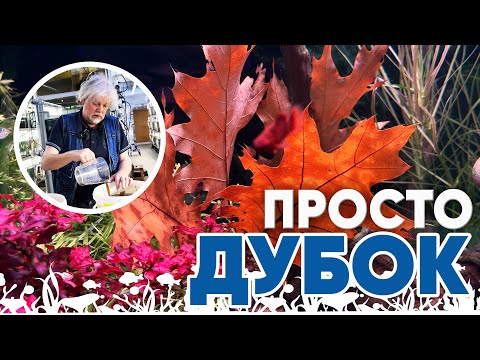 Видео: Аквариумные новости с Владимиром Ковалёвым (22.11.2024). ПРОСТО ДУБОК!