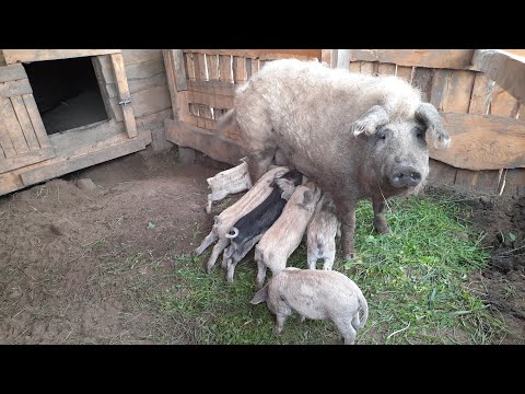 Видео: //Васильові Свині майбутнього 0730340901 Мангалиця//Вася і його штучні Шелудьківські дворові//