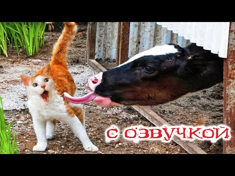 Видео: ПРИКОЛЫ С КОТАМИ! САМЫЕ Смешные коты   с озвучкой! СМЕШНЫЕ ЖИВОТНЫЕ!   До слёз!