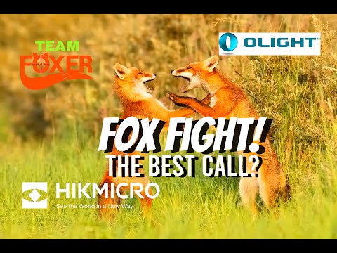 Видео: Возвращаемся к контролю за лисами, работаем с молодыми лисятами.