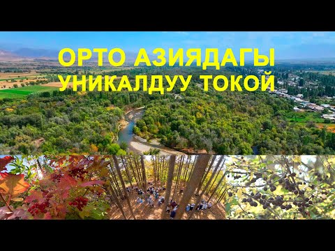 Видео: Талас токою | "Керемет өлкөм"