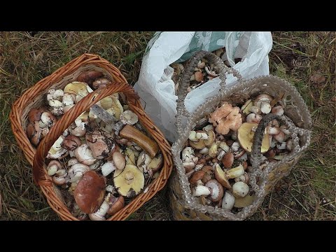 Видео: ПОЛНЫЕ КОРЗИНЫ ГРИБОВ ЗА 30 МИНУТ!